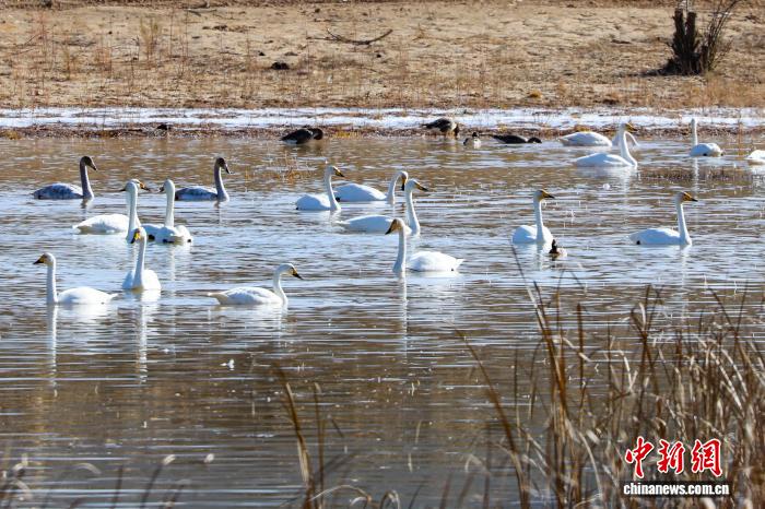 青海尖扎：大天鹅“点缀”黄河冬韵