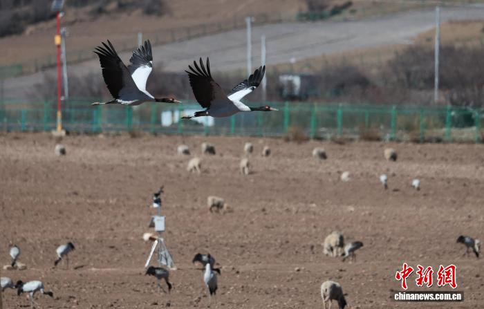 香格里拉纳帕海候鸟云集