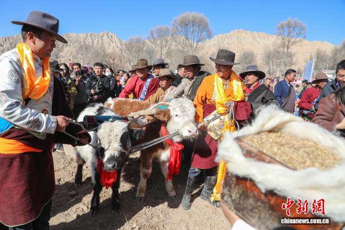 青海贵德：黄河岸畔“二牛抬杠”启春耕