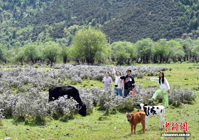 香格里拉山花烂漫游人如织