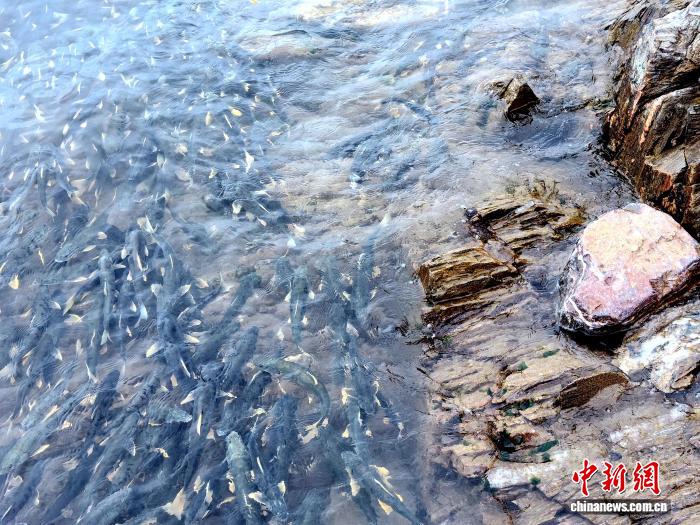 青海湖北岸迎来湟鱼洄游季