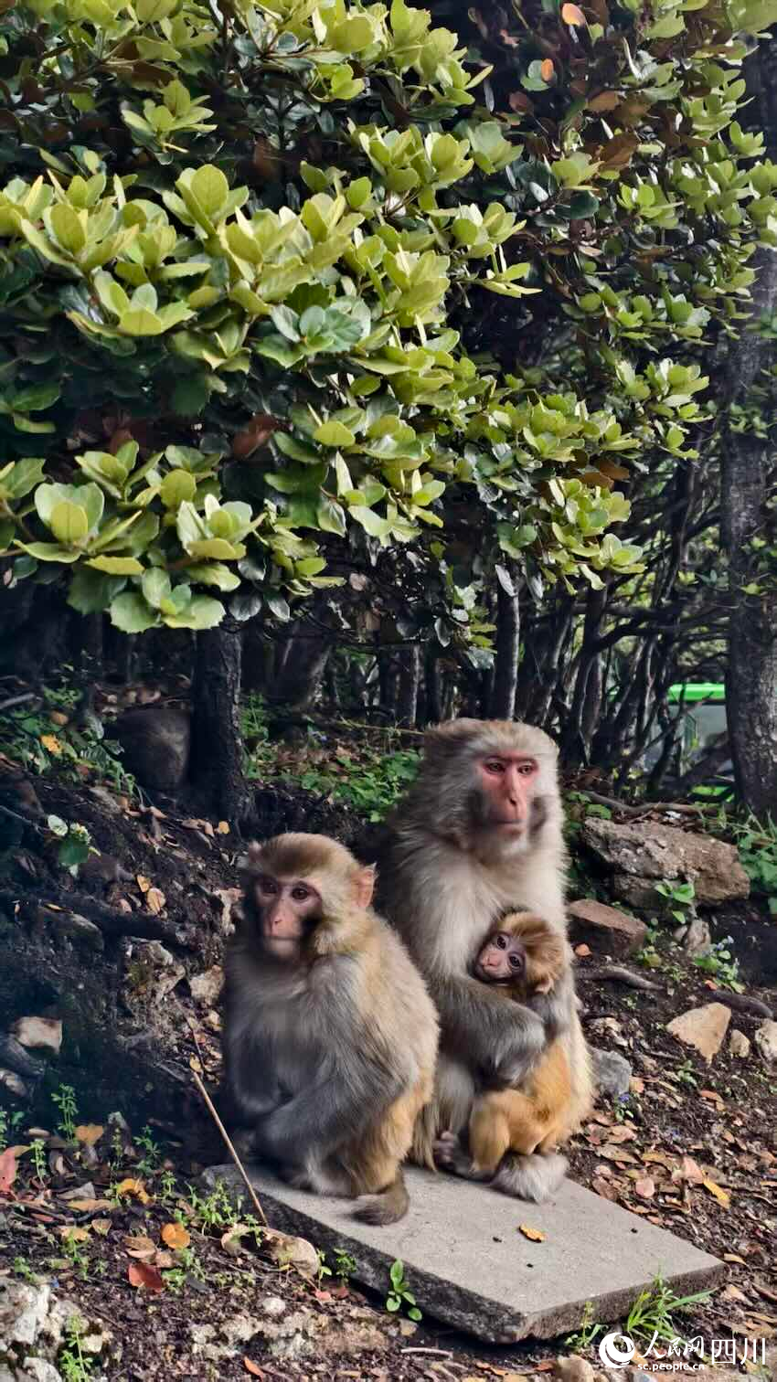 稻城亚丁景区稻城亚丁的野生动物丰富多样，已成为景区的一张活名片。人民网记者 郭莹摄