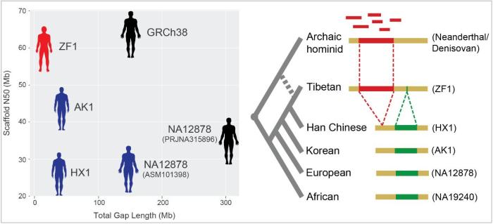 首个藏族人群高质量参考基因组发布