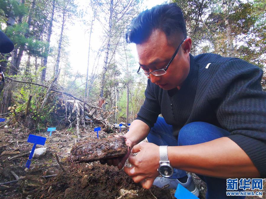 （决战决胜脱贫攻坚·图文互动）（2）产业援藏“拔穷根” 新思路激发脱贫新动力