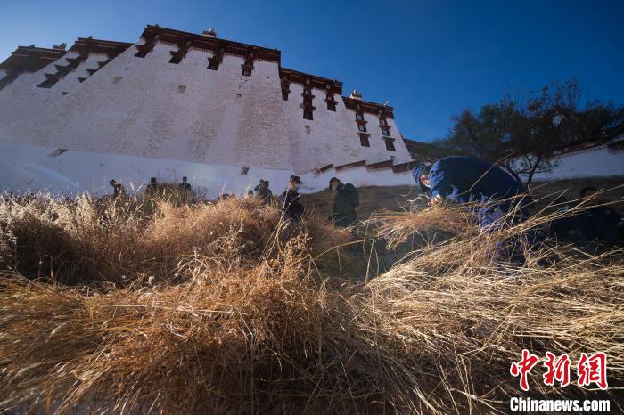 图为消防员在布达拉宫后山除草 何蓬磊 摄