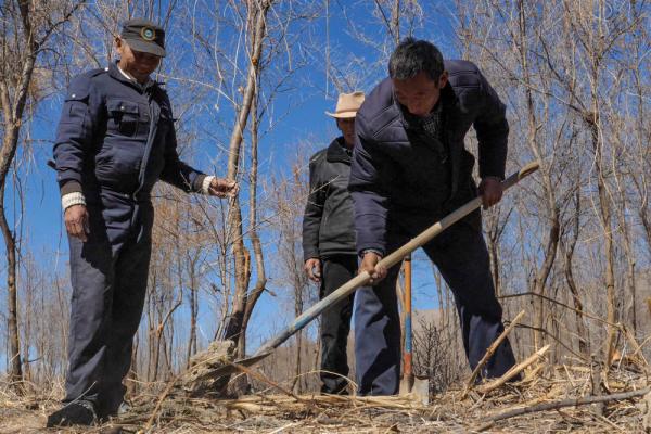 沙棘传奇——西藏隆子跨越半个世纪的生态革命