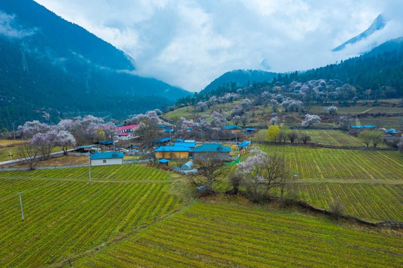 桃花村。 张静摄