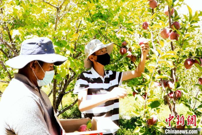 图为西藏阿里札达县底雅乡村民在自家果园采摘果实。　阿旺扎西 摄