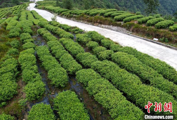 图为西藏林芝市墨脱县背崩乡格林村山顶的景观茶园。(无人机照片) 李林 摄