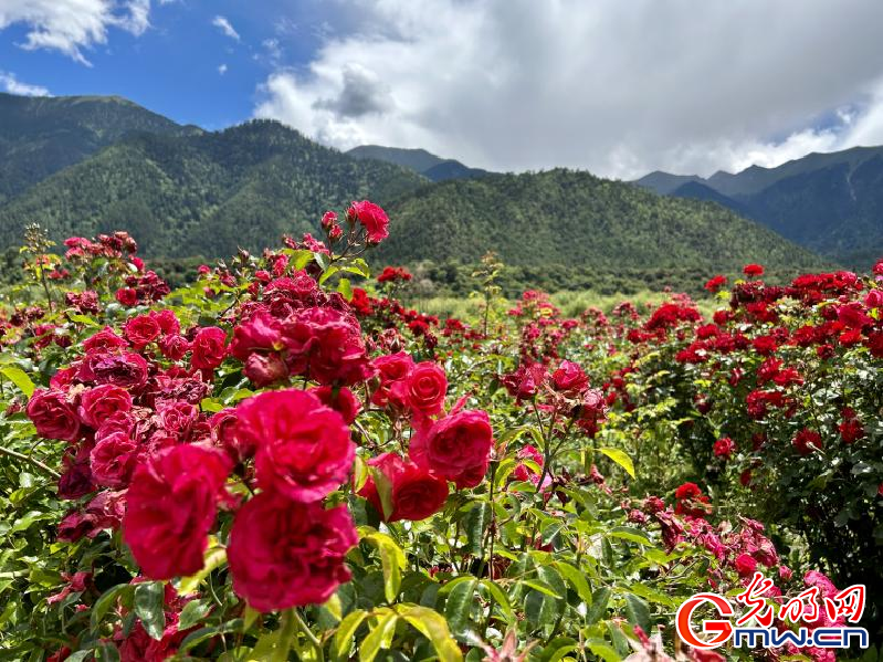 我们的家园丨工布花谷：高原花开香飘全国，产业经济增收致富