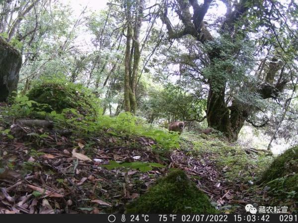 西藏色季拉山发现雪豹、白颊猕猴等多种珍稀野生动物