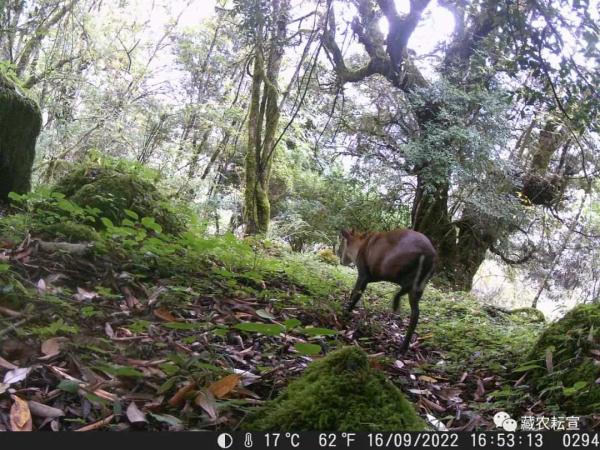 西藏色季拉山发现雪豹、白颊猕猴等多种珍稀野生动物