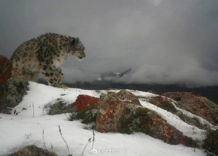 西藏聂荣县首次监测到雪豹活动