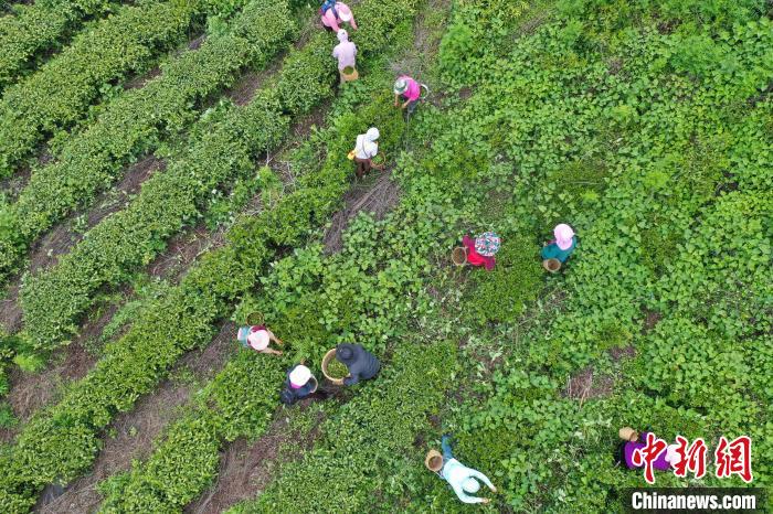 西藏察隅：茶叶飘香村民增收