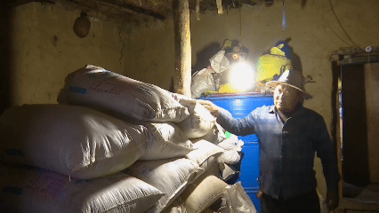 青稞“蜕变”,牦牛“出圈”!看西藏农牧民的“十四五”丰收答卷