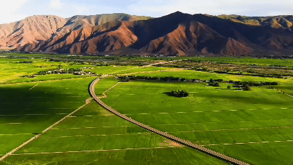 青稞“蜕变”,牦牛“出圈”!看西藏农牧民的“十四五”丰收答卷