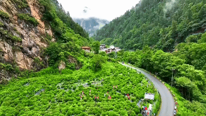 青稞“蜕变”,牦牛“出圈”!看西藏农牧民的“十四五”丰收答卷