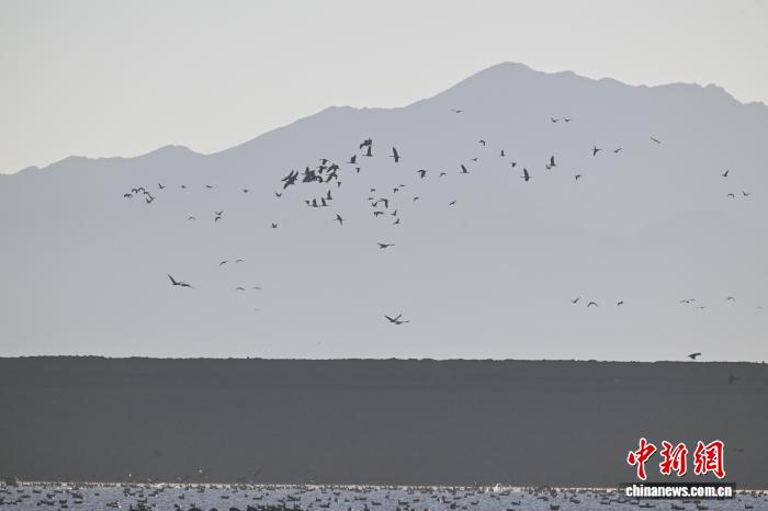 鹤舞高原西藏林周成候鸟越冬乐园