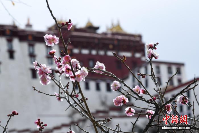 春暖拉萨古城春意浓