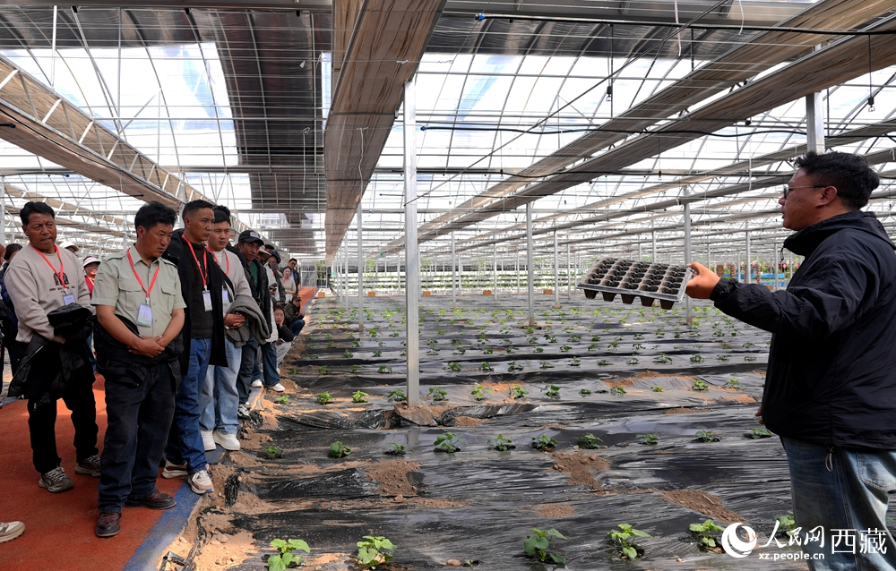 专家手持育苗盘，向学员们讲解苗期管理与移栽技术。人民网记者 吴雨仁摄