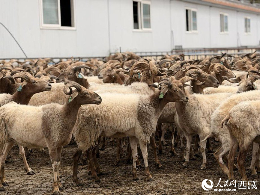 图为绵羊繁育基地集中圈养的阿旺绵羊。罗雨欣摄