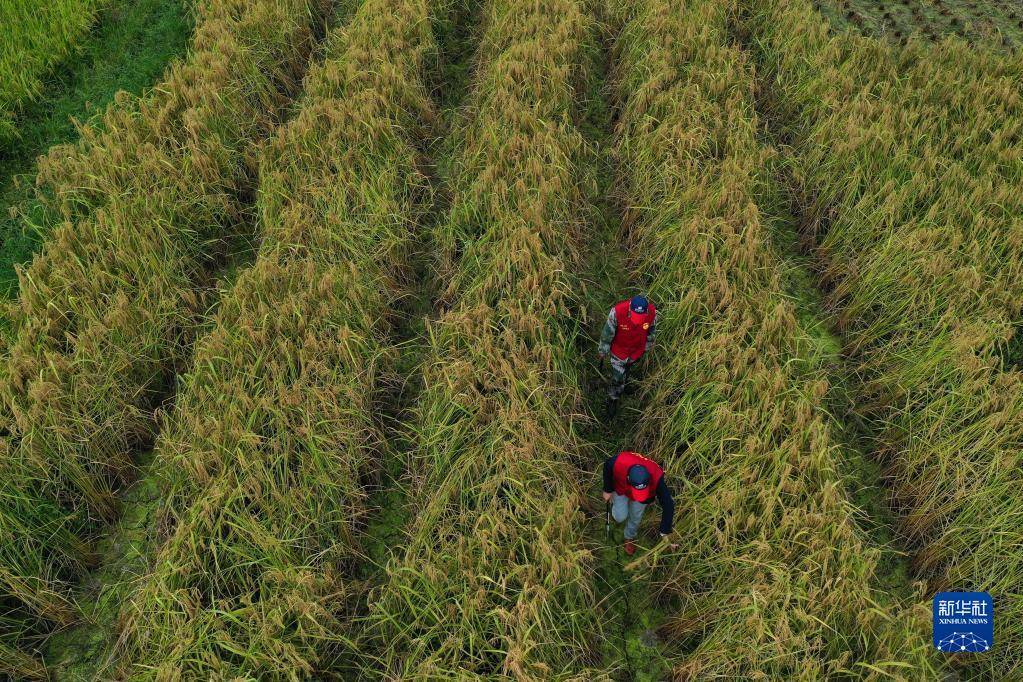 10月16日，党员志愿者在三都镇新和村袁隆平生态水稻种植基地收割“巨型稻”（无人机照片）。
