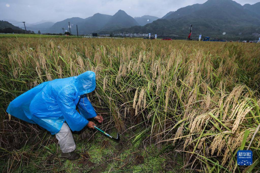 10月16日，种植户在收割“巨型稻”。