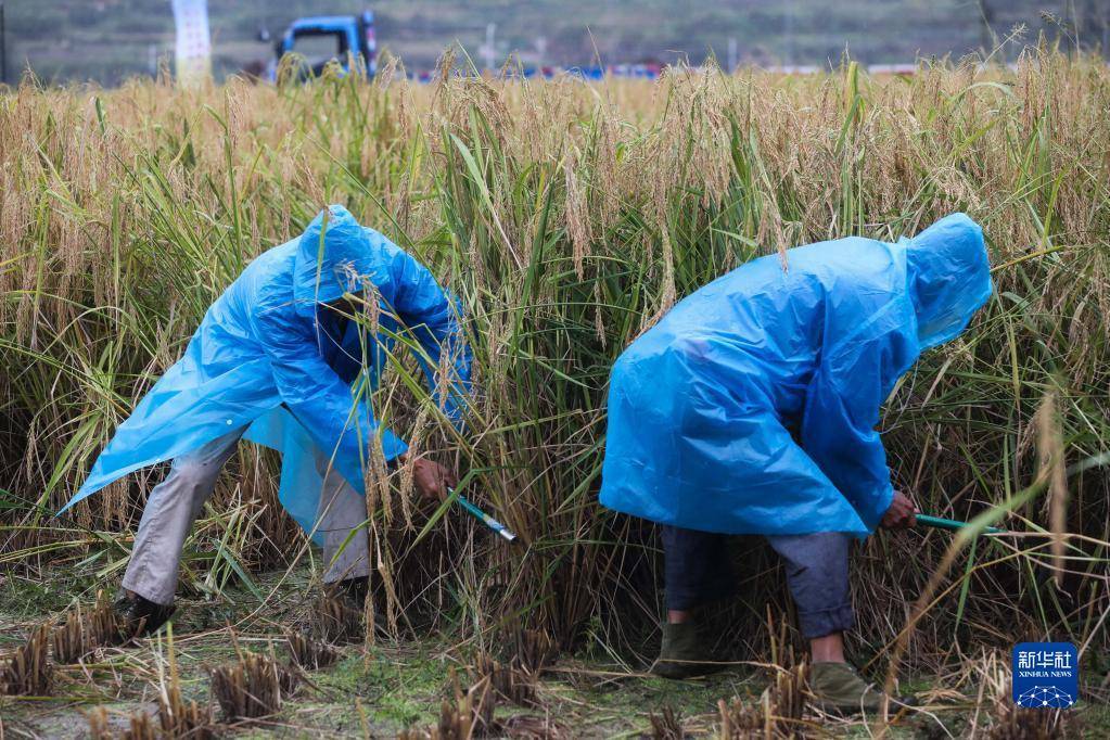 10月16日，种植户在收割“巨型稻”。