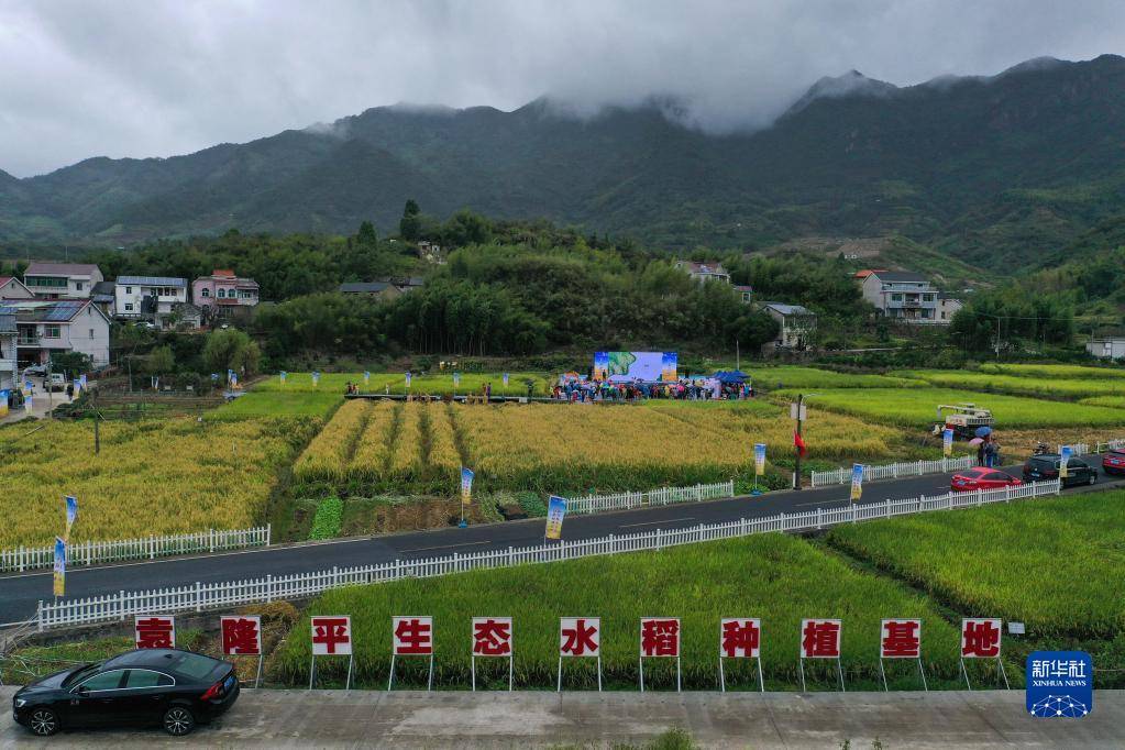 10月16日拍摄的三都镇新和村袁隆平生态水稻种植基地（无人机照片）。