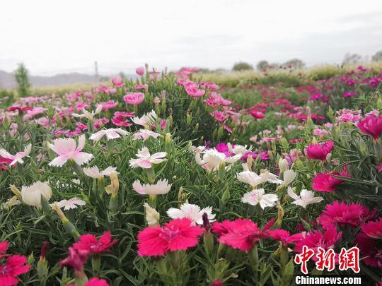 甘肃昔日戈壁变“花海”成旅游“新名片”