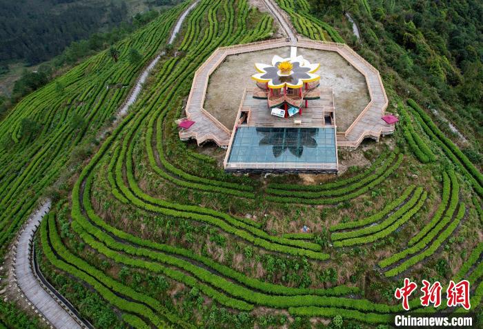 图为西藏林芝市墨脱县背崩乡格林村山顶的景观茶园。(无人机照片) 李林 摄