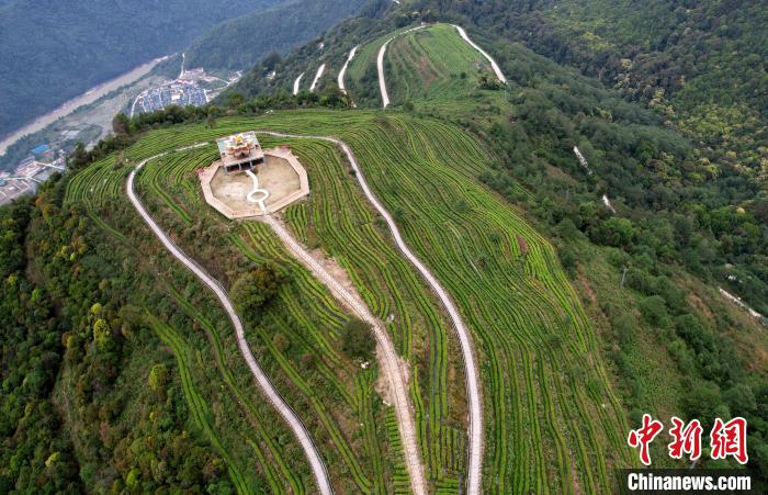 图为西藏林芝市墨脱县背崩乡格林村山顶的景观茶园。(无人机照片) 李林 摄