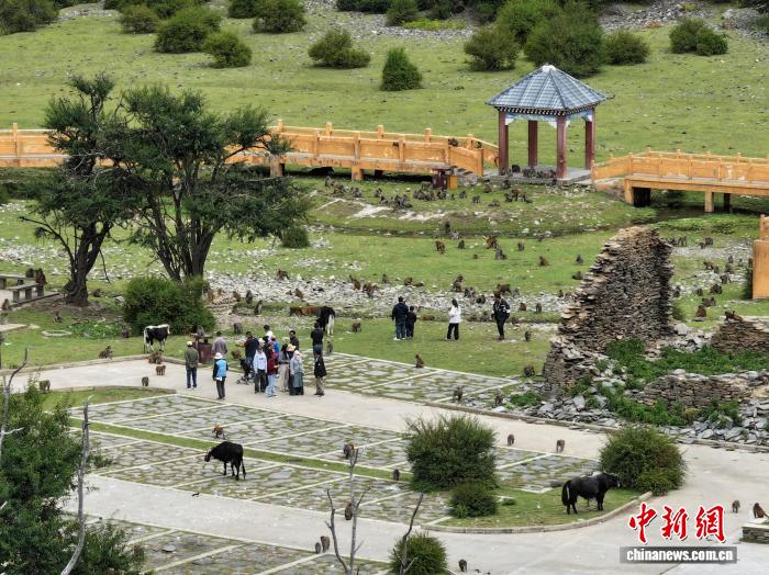 西藏林芝:国庆首日藏猕猴栖息地迎客来