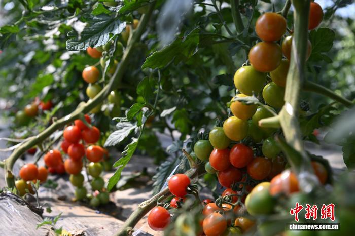 西藏墨竹工卡县农业示范园:赋能现代农业发展带动民众增收致富