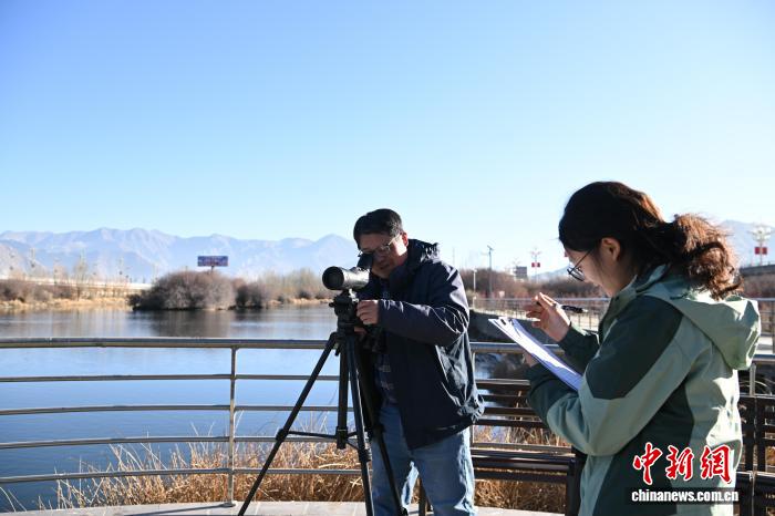 西藏启动越冬水鸟调查