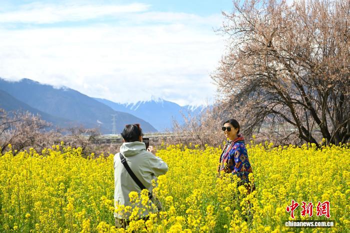 西藏林芝：雪山下桃花开嘎拉村里迎客来